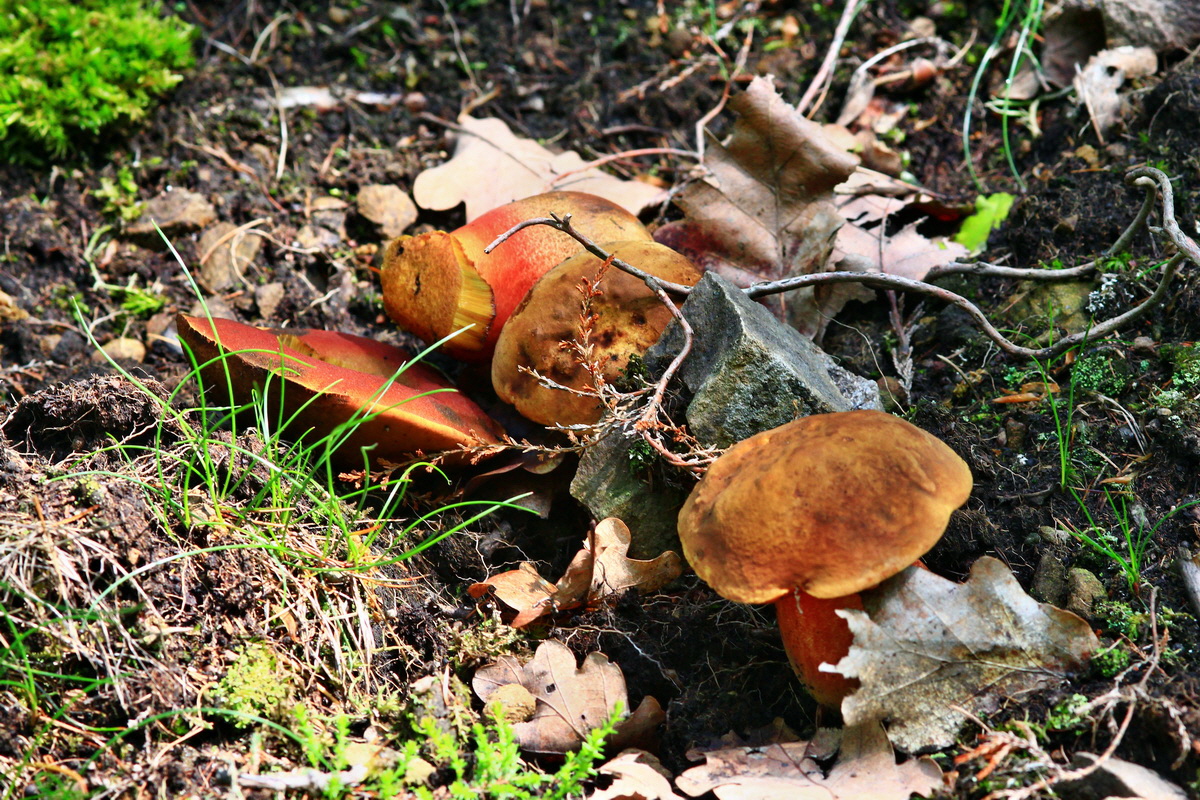 2013_05_28_00017503_Bildgr��e �ndern