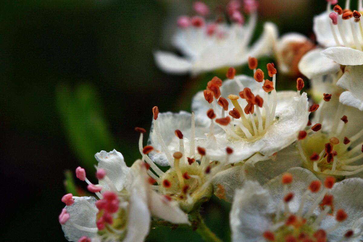 2013_05_29_00017589_Bildgr��e �ndern