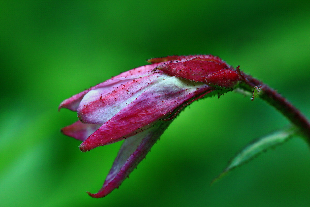 2013_05_29_00017625_Bildgr��e �ndern