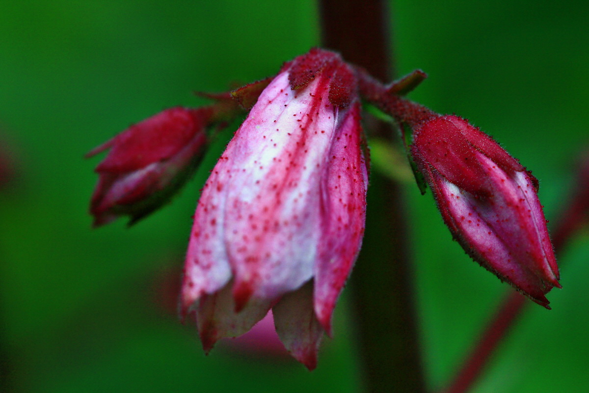 2013_05_29_00017638_Bildgr��e �ndern