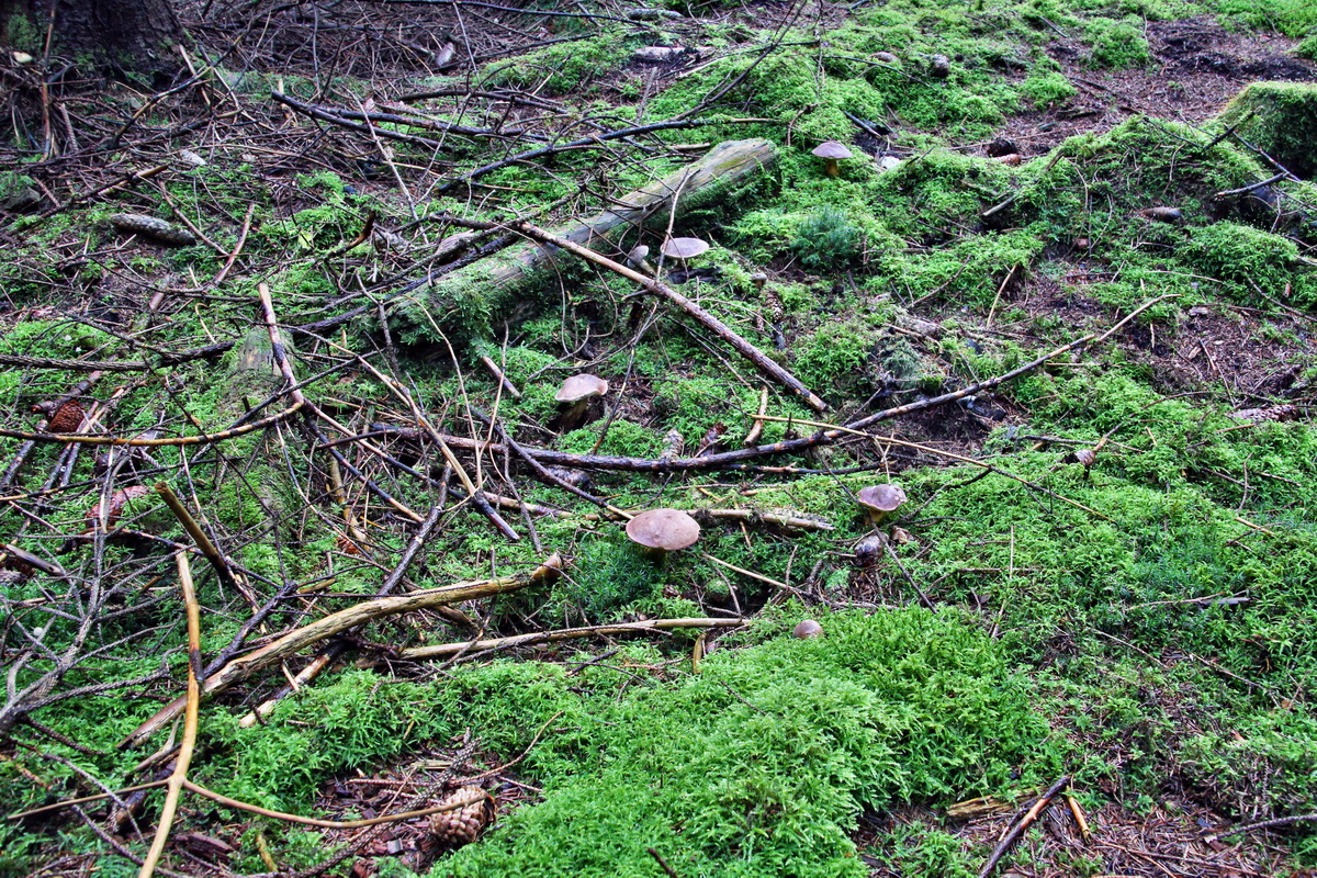 2013_10_13_00031919p_Bildgr��e �ndern