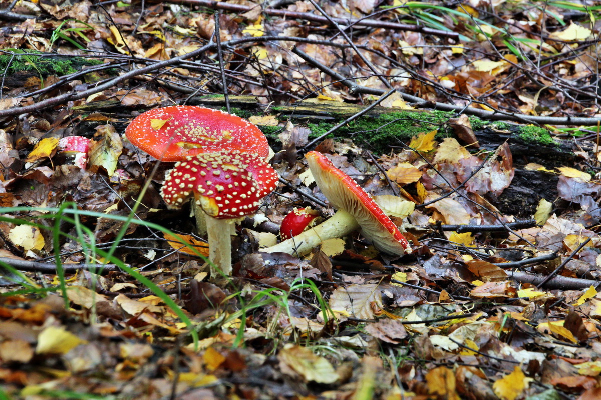 2013_10_13_00031963p_Bildgr��e �ndern