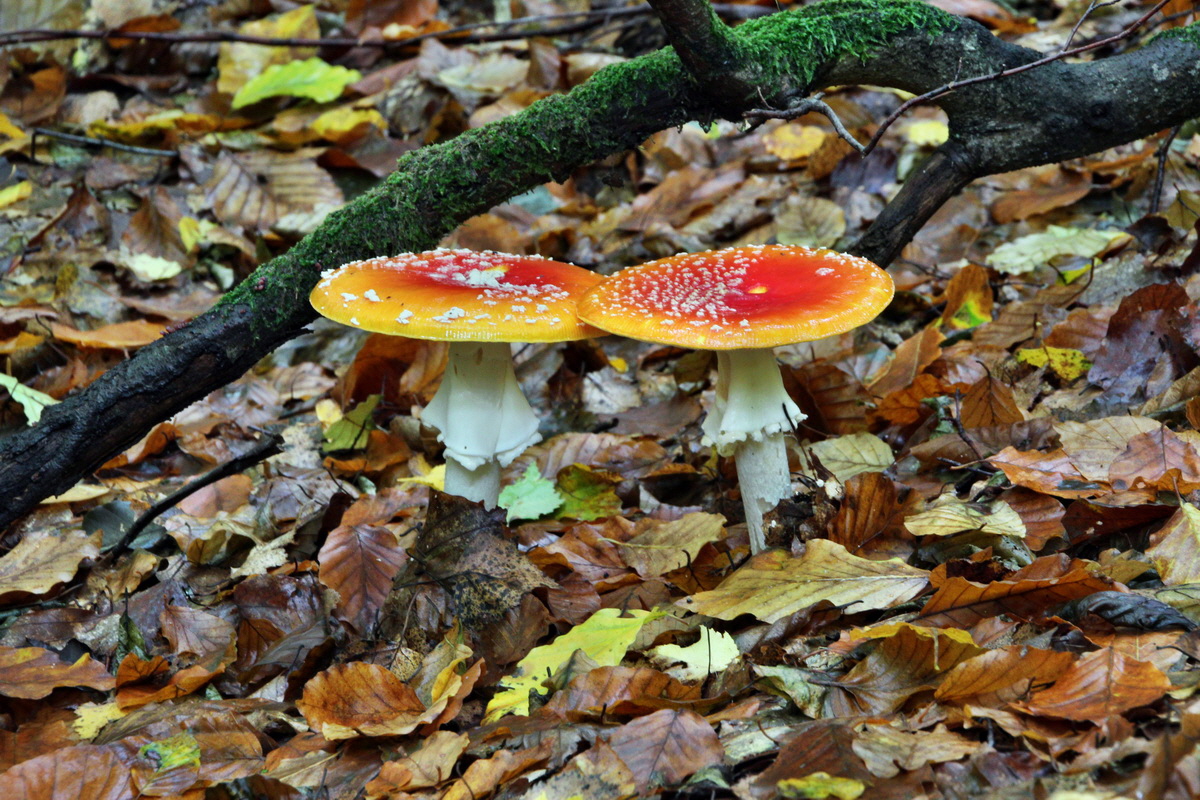 2013_10_13_00031968p_Bildgr��e �ndern