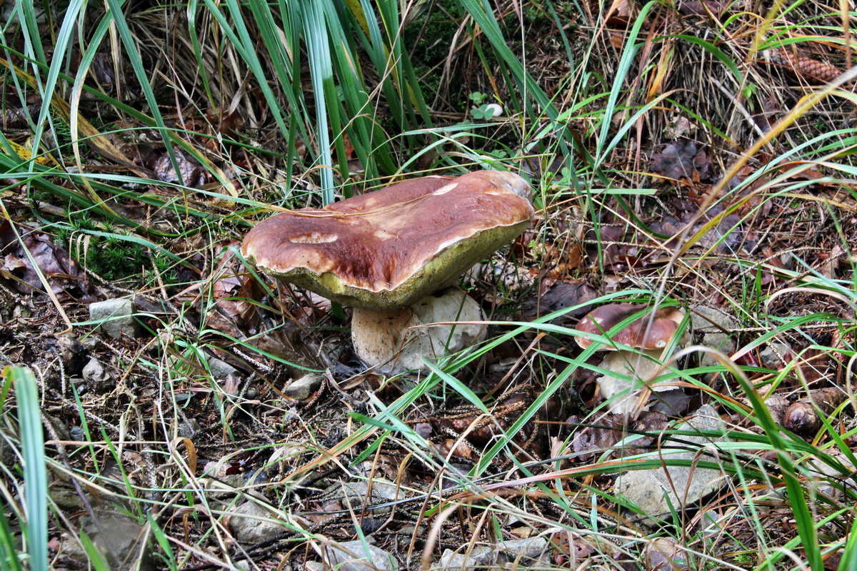 2013_10_13_00031987p_Bildgr��e �ndern