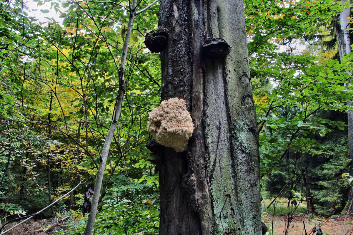 2013_10_13_00031999p_Bildgr��e �ndern