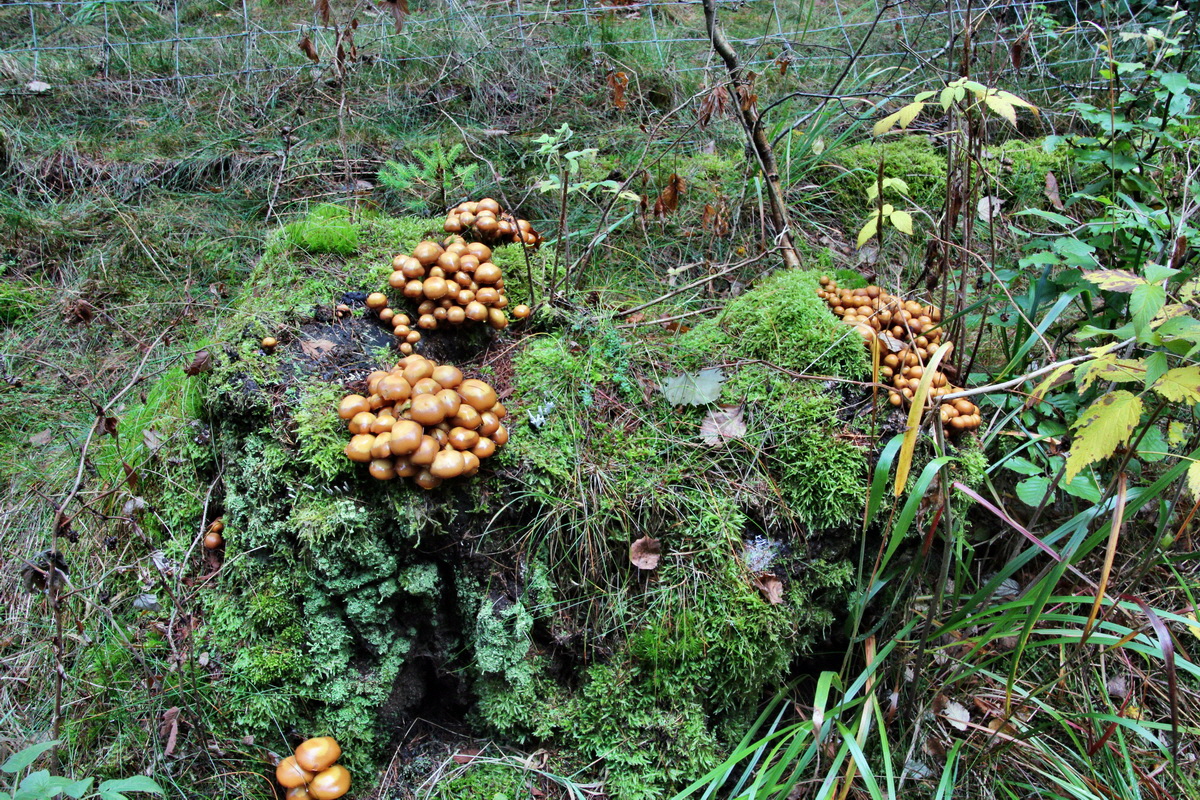 2013_10_13_00032003p_Bildgr��e �ndern