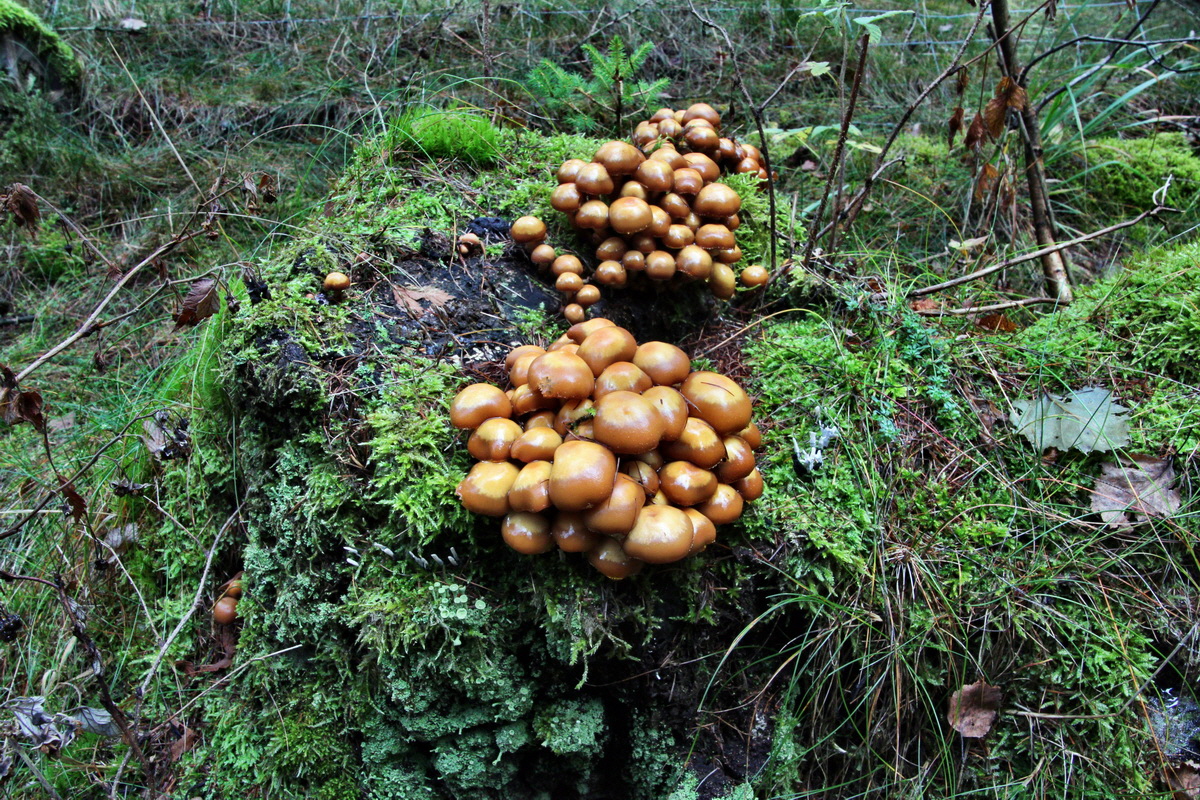 2013_10_13_00032005p_Bildgr��e �ndern