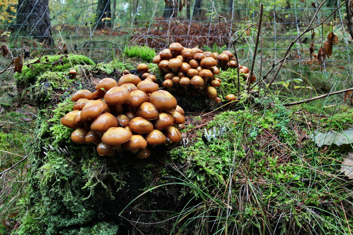 2013_10_13_00032013p_Bildgr��e �ndern