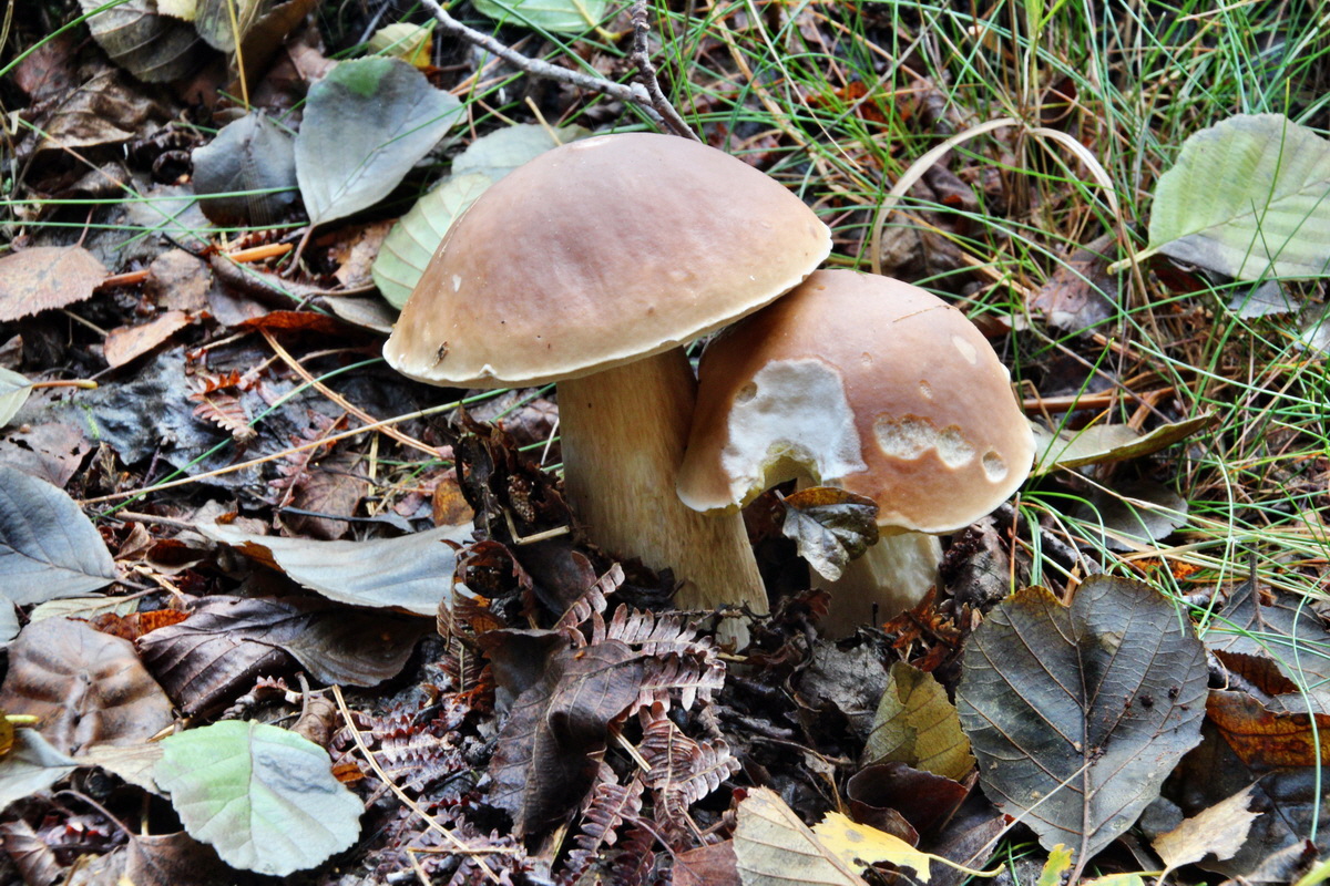 2013_10_13_00032023p_Bildgr��e �ndern