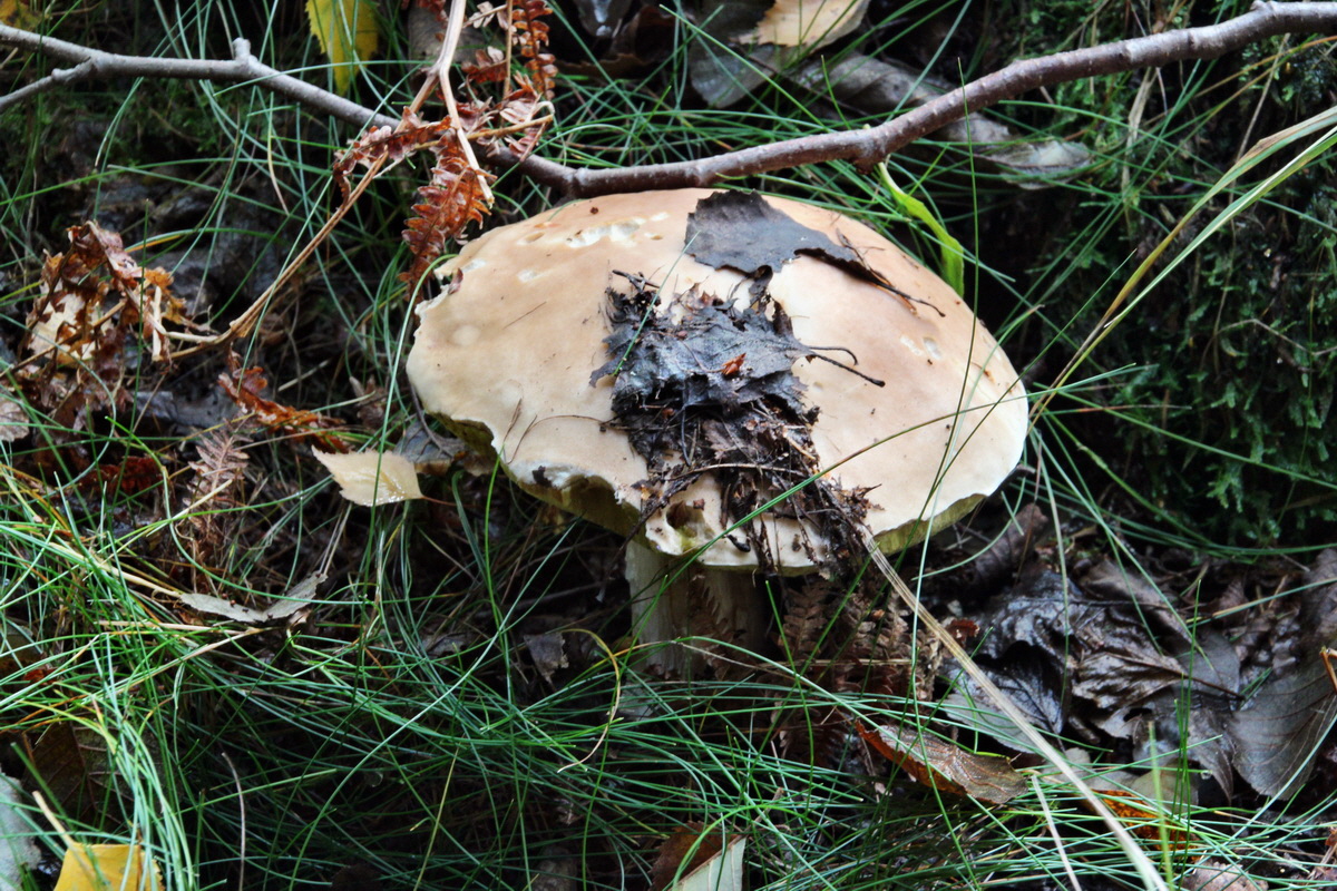 2013_10_13_00032025p_Bildgr��e �ndern