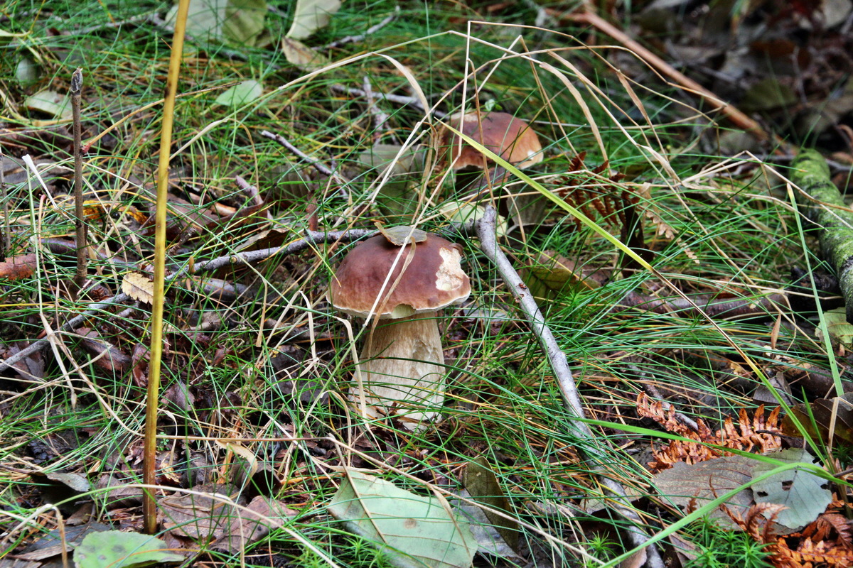 2013_10_13_00032028p_Bildgr��e �ndern