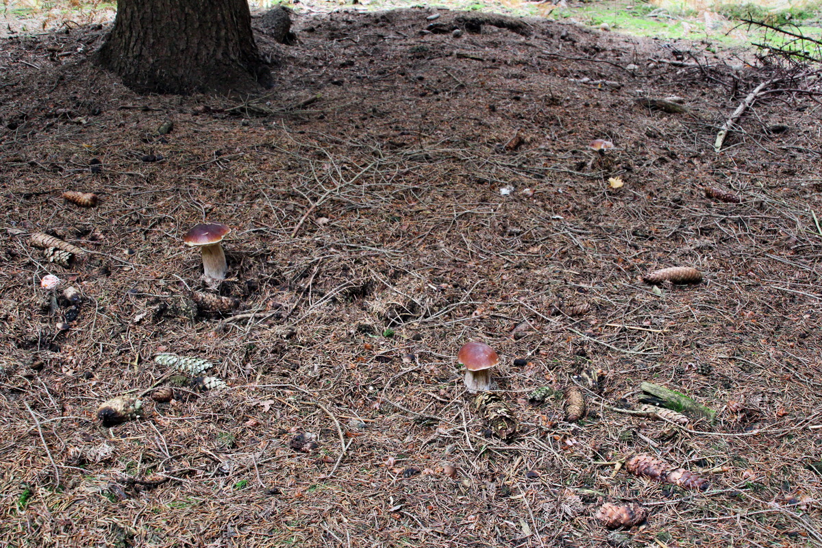 2013_10_22_00032877p_Bildgr��e �ndern