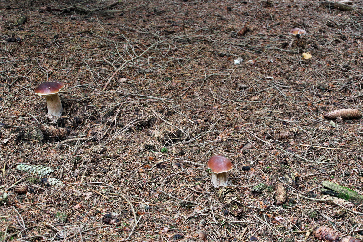 2013_10_22_00032878p_Bildgr��e �ndern