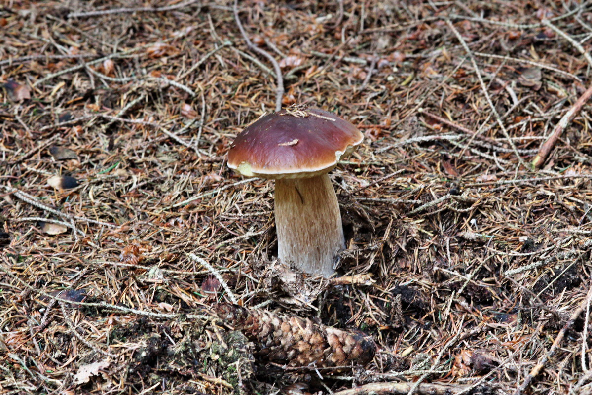 2013_10_22_00032909p_Bildgr��e �ndern