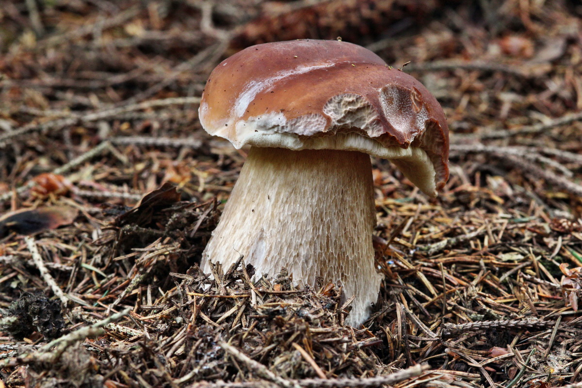 2013_10_22_00032922p_Bildgr��e �ndern