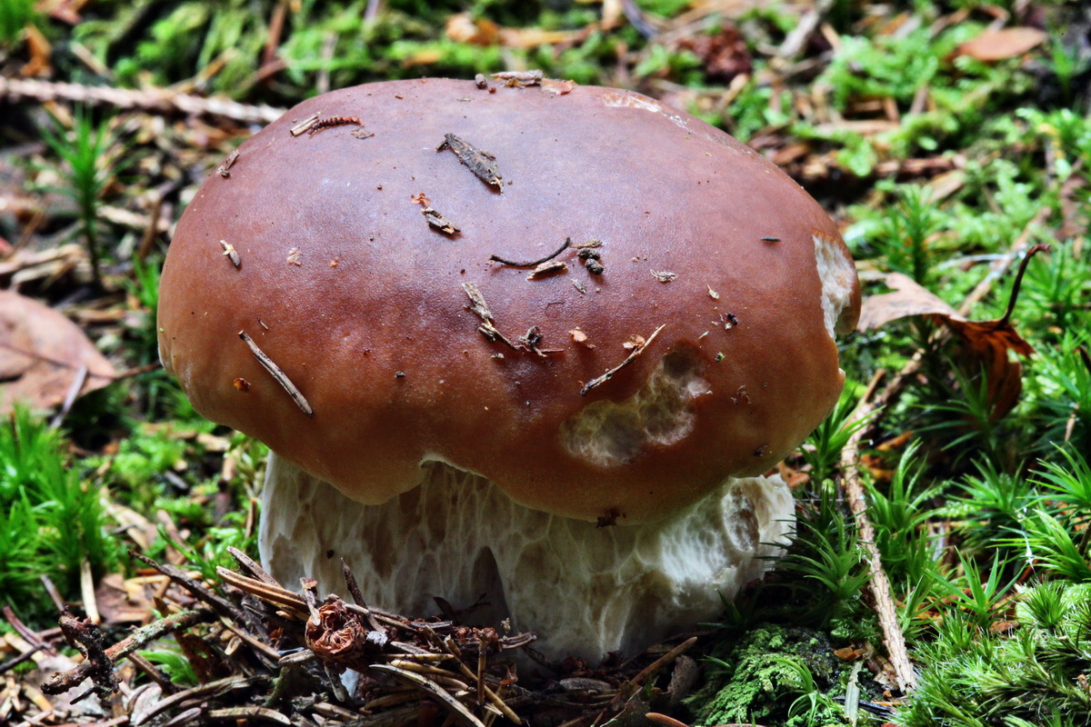 2013_10_22_00032934p_Bildgr��e �ndern