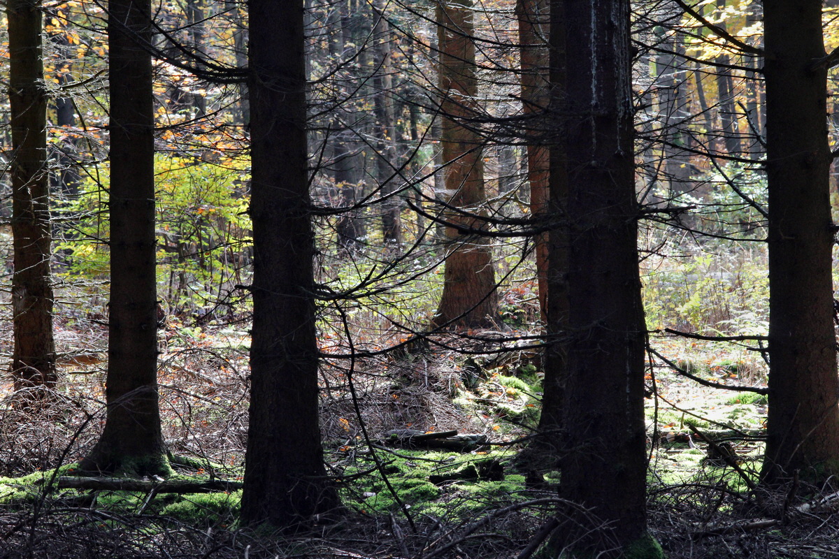 2013_10_22_00032993p_Bildgr��e �ndern