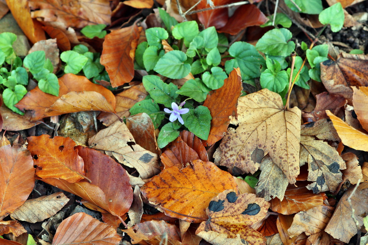 2013_10_22_00033009p_Bildgr��e �ndern