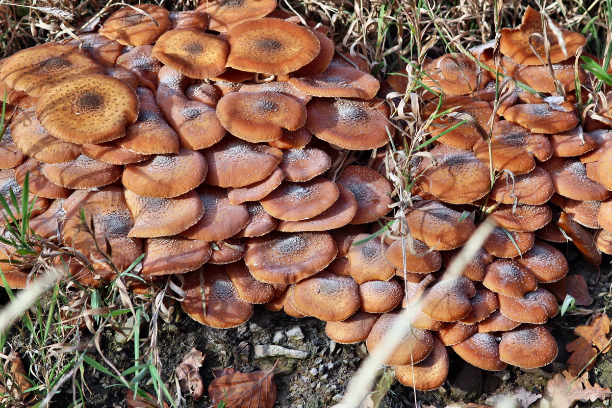 2013_10_22_00033014p_Bildgr��e �ndern