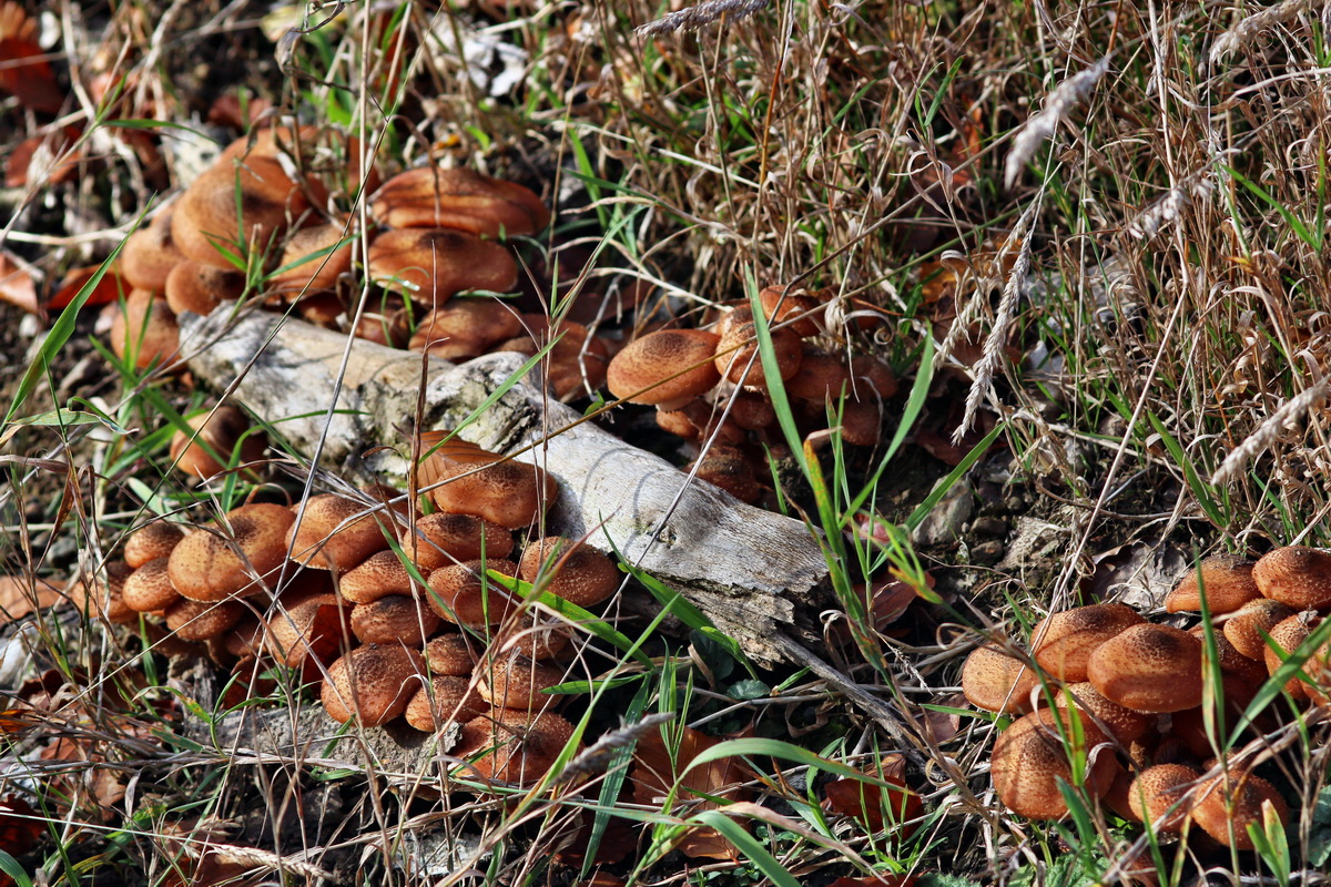 2013_10_22_00033020p_Bildgr��e �ndern