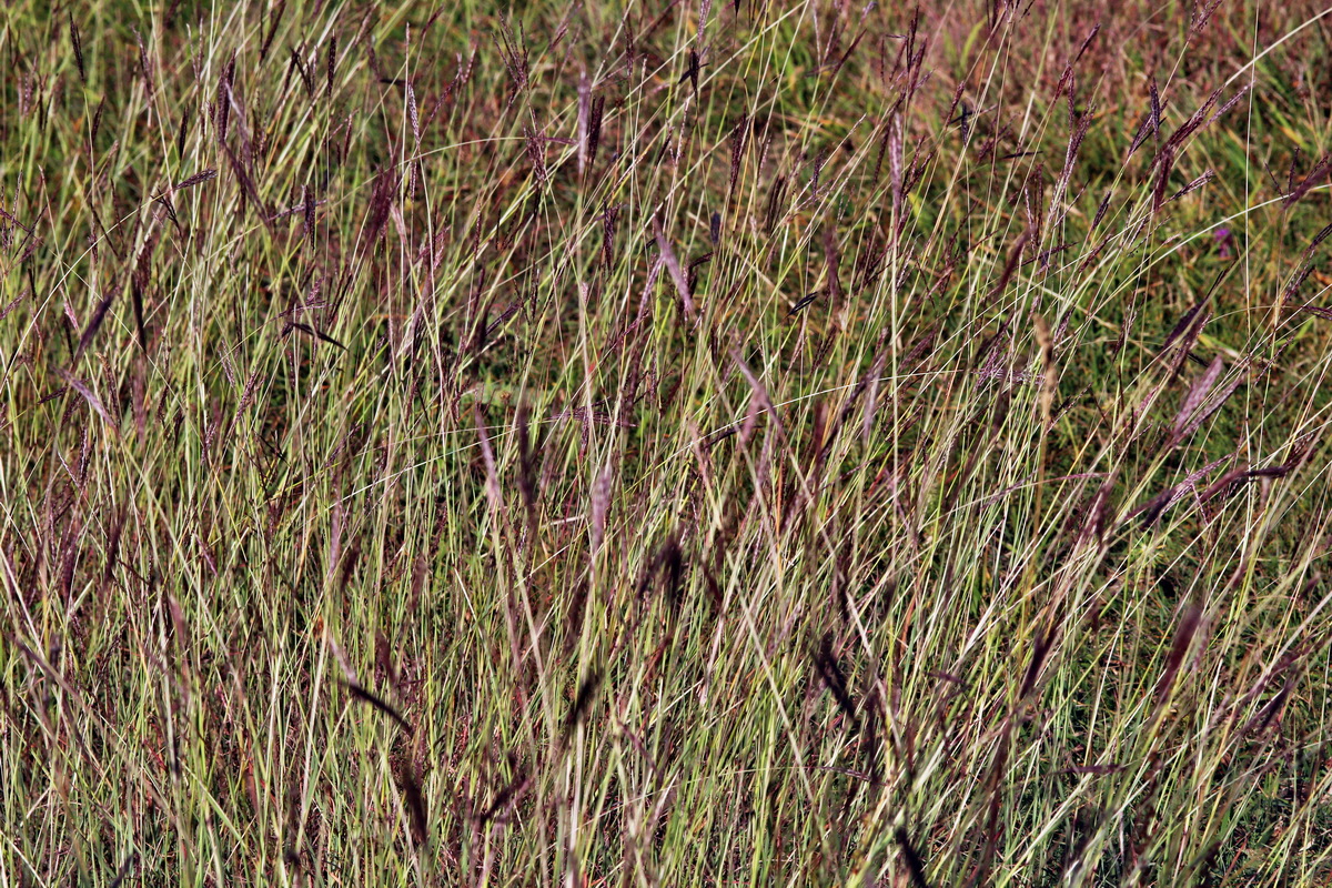 2013_09_04_00029950p_Bildgr��e �ndern