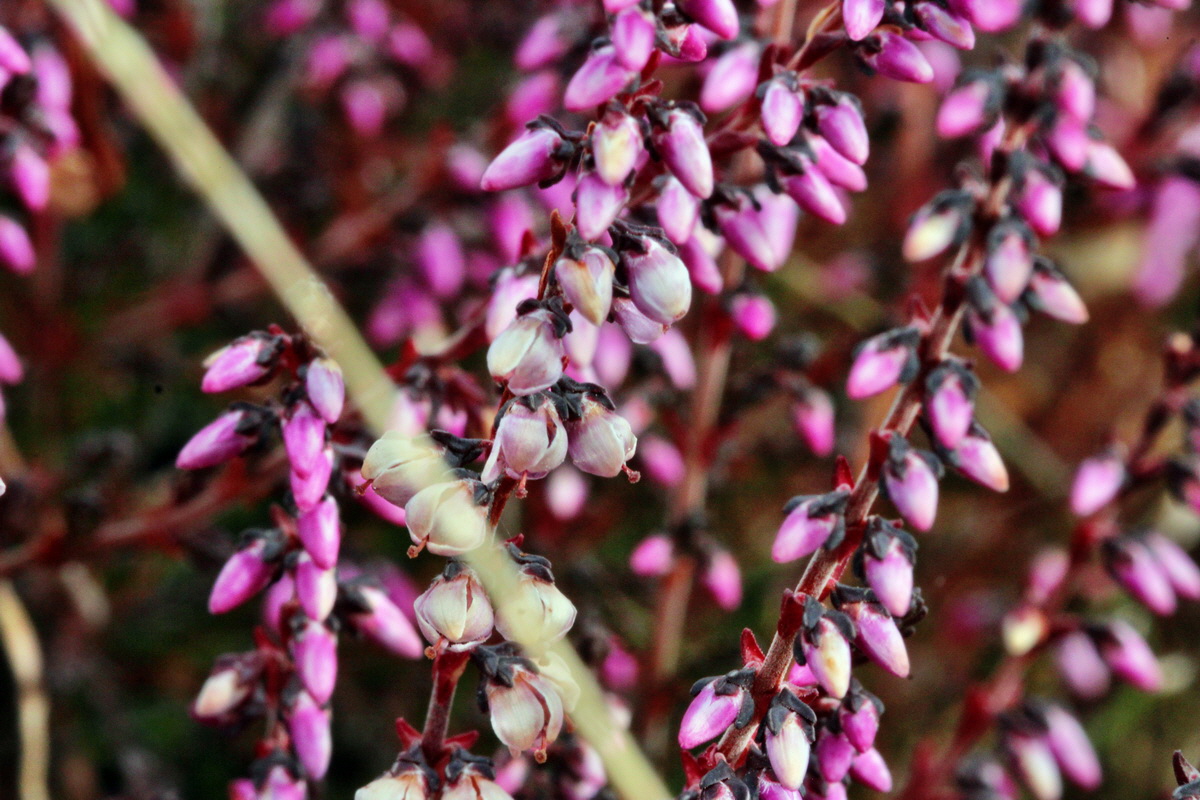 2013_09_04_00029990p_Bildgr��e �ndern