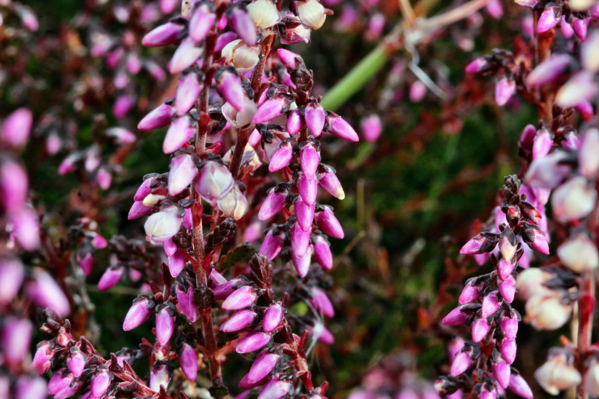 2013_09_04_00029995p_Bildgr��e �ndern