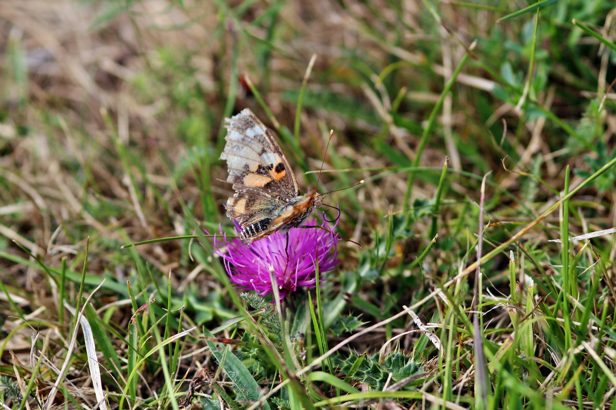 2013_09_04_00030140p_Bildgr��e �ndern