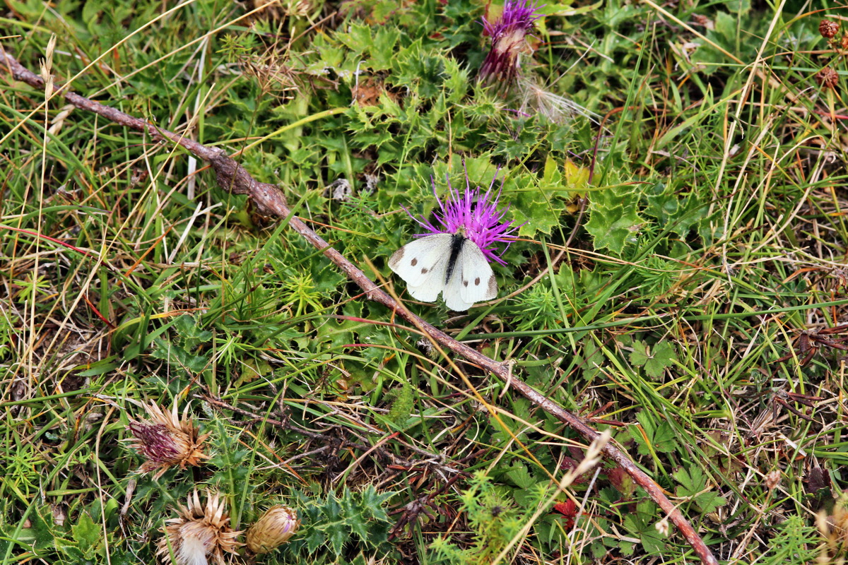 2013_09_04_00030221p_Bildgr��e �ndern