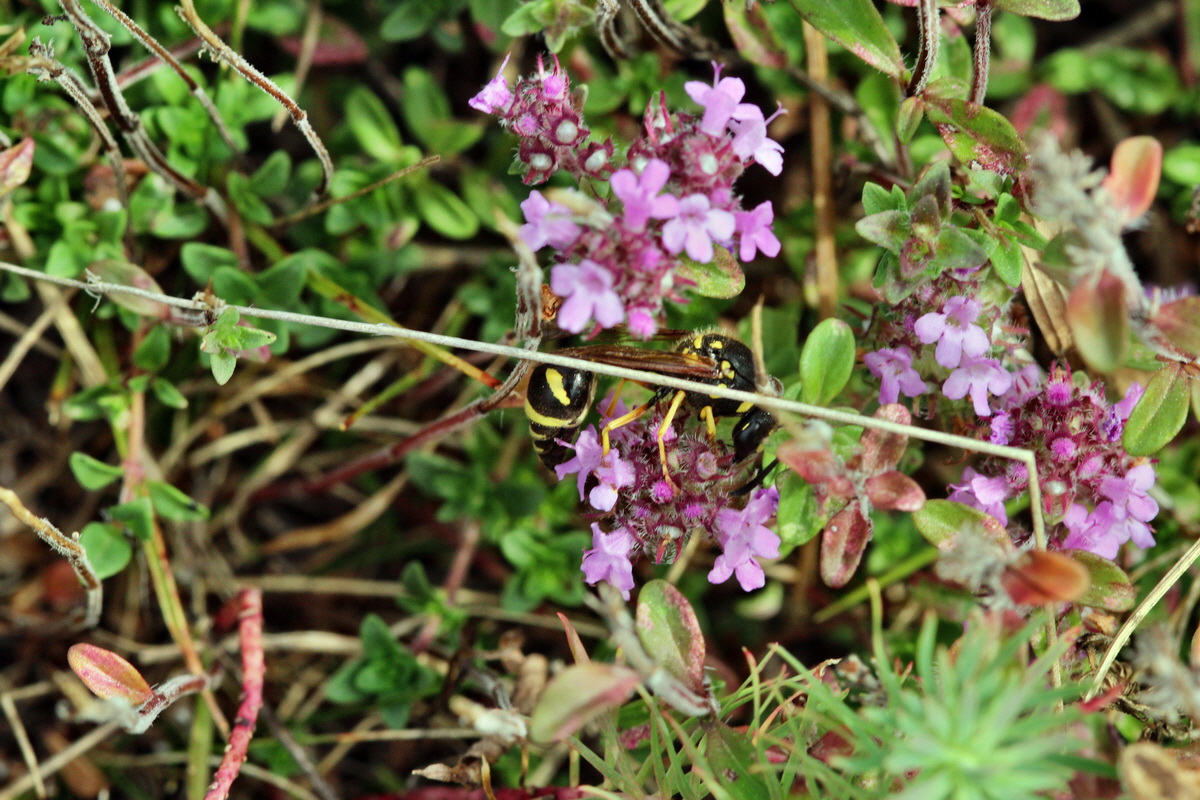 2013_09_04_00030224p_Bildgr��e �ndern