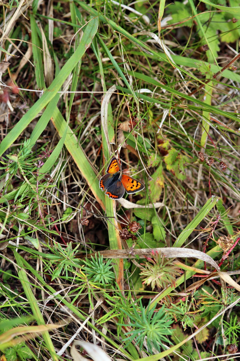 2013_09_04_00030295p_Bildgr��e �ndern