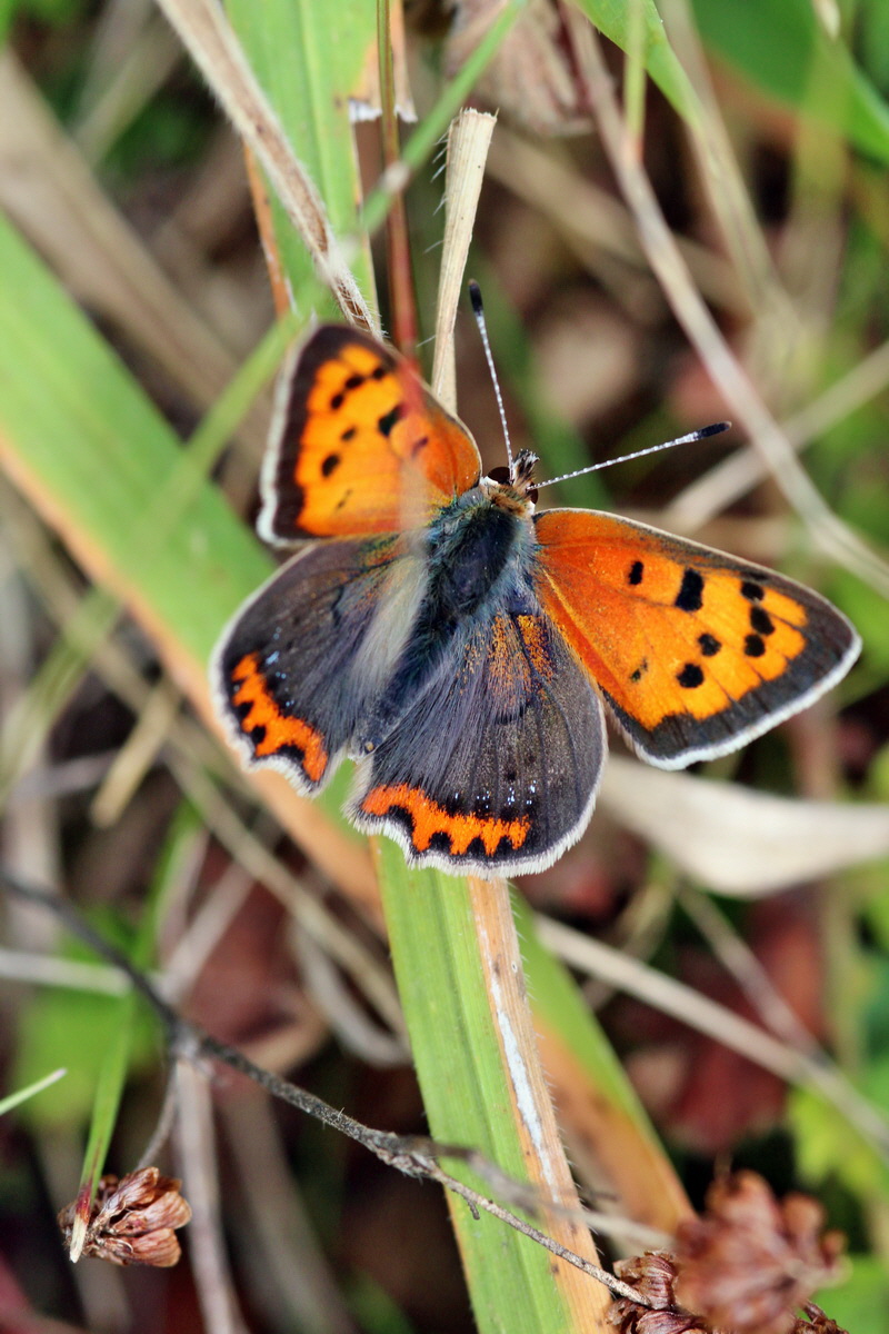 2013_09_04_00030307p_Bildgr��e �ndern