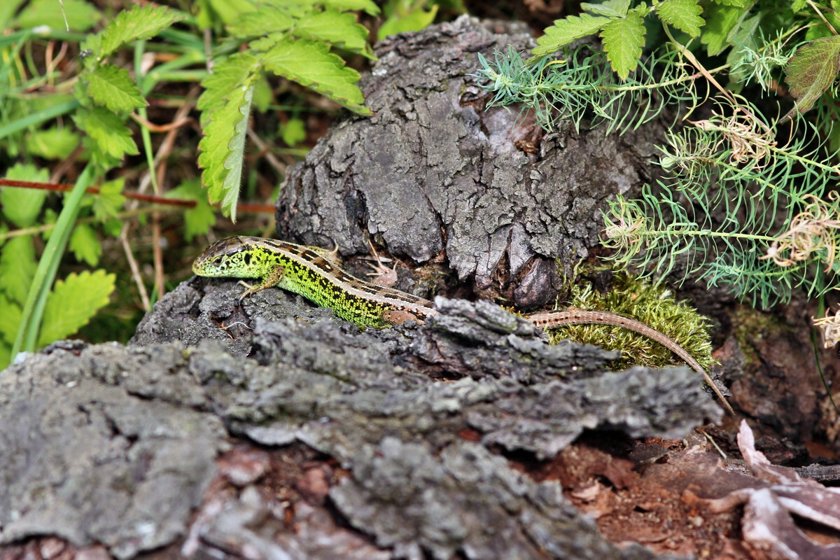 2013_09_04_00030313p_Bildgr��e �ndern