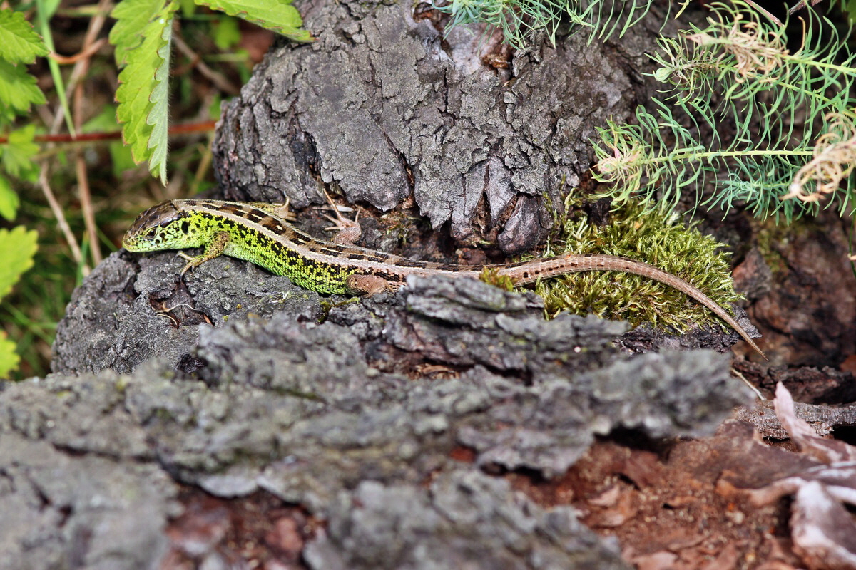 2013_09_04_00030317p_Bildgr��e �ndern