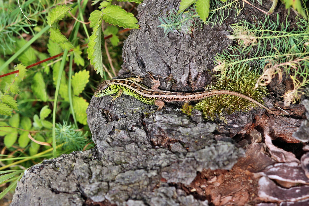 2013_09_04_00030327p_Bildgr��e �ndern