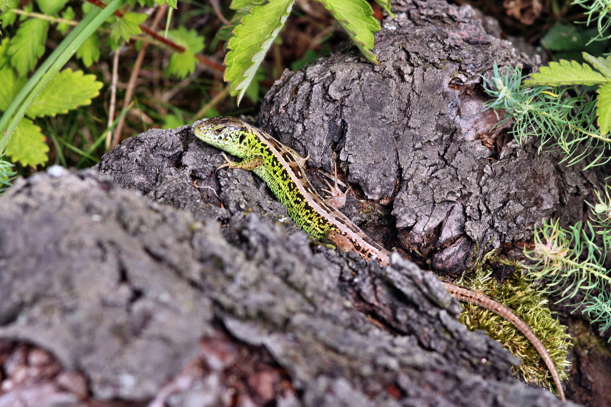 2013_09_04_00030334p_Bildgr��e �ndern