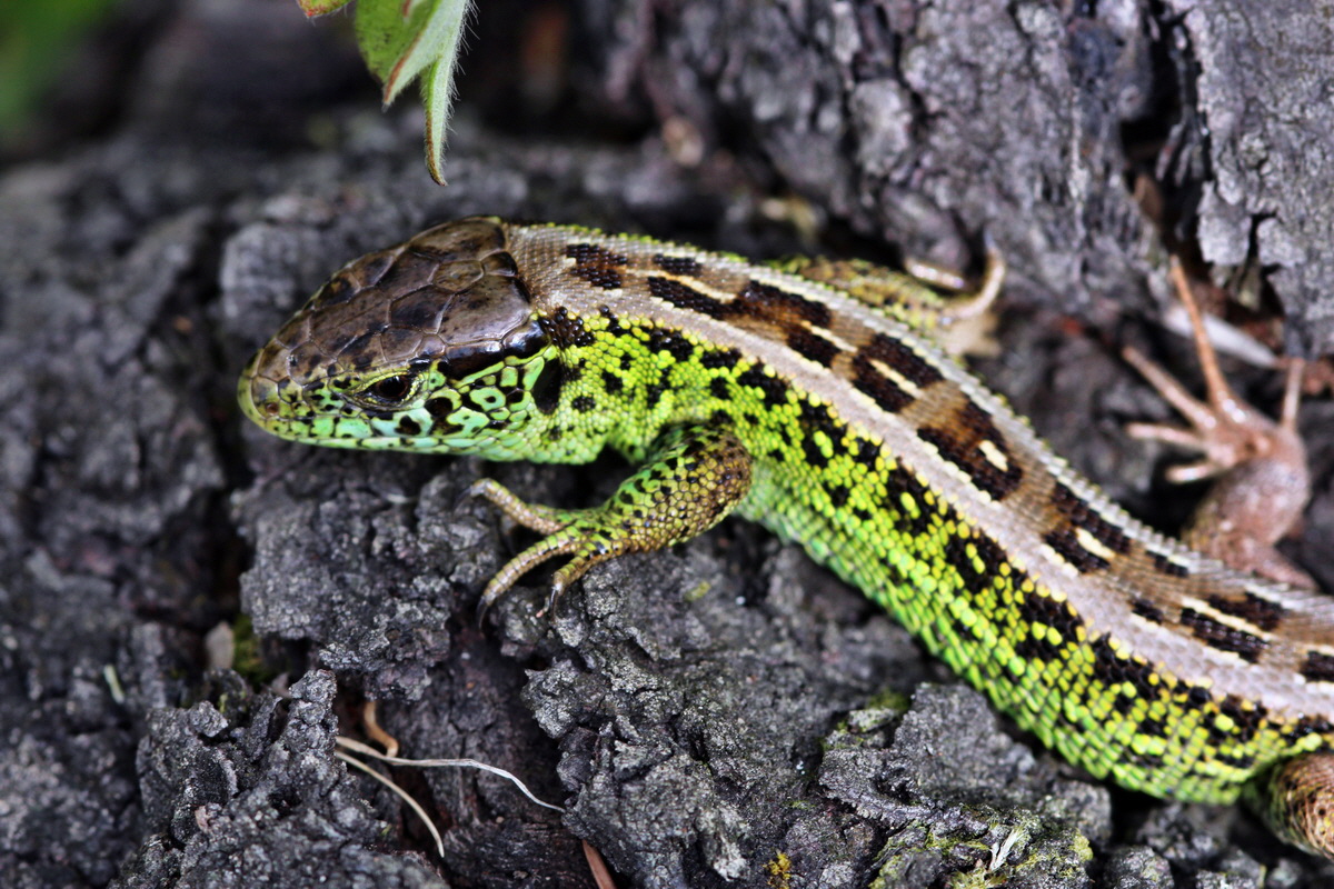 2013_09_04_00030349p_Bildgr��e �ndern