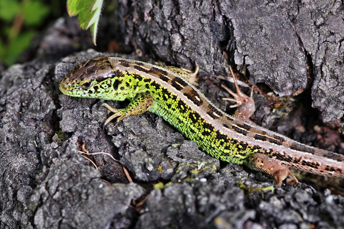 2013_09_04_00030351p_Bildgr��e �ndern