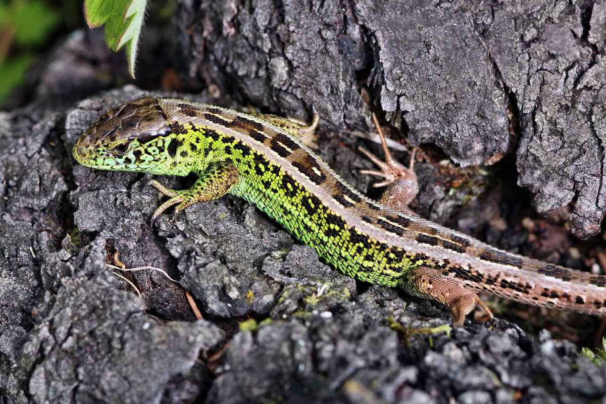 2013_09_04_00030352p_Bildgr��e �ndern