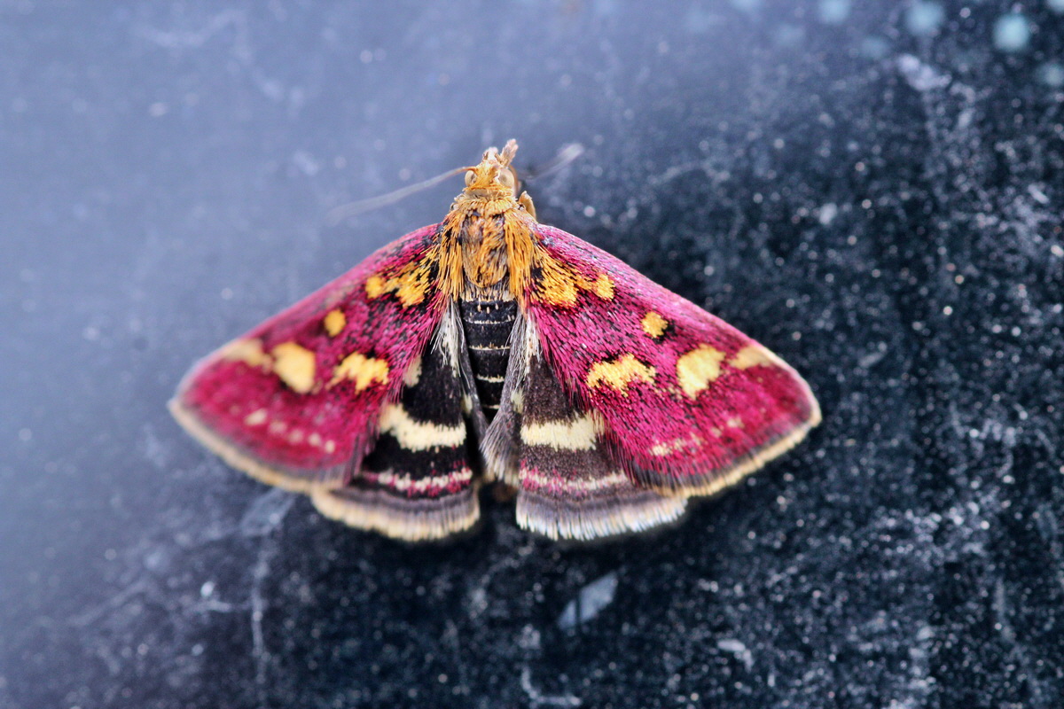 2013_09_04_00030358p_Bildgr��e �ndern