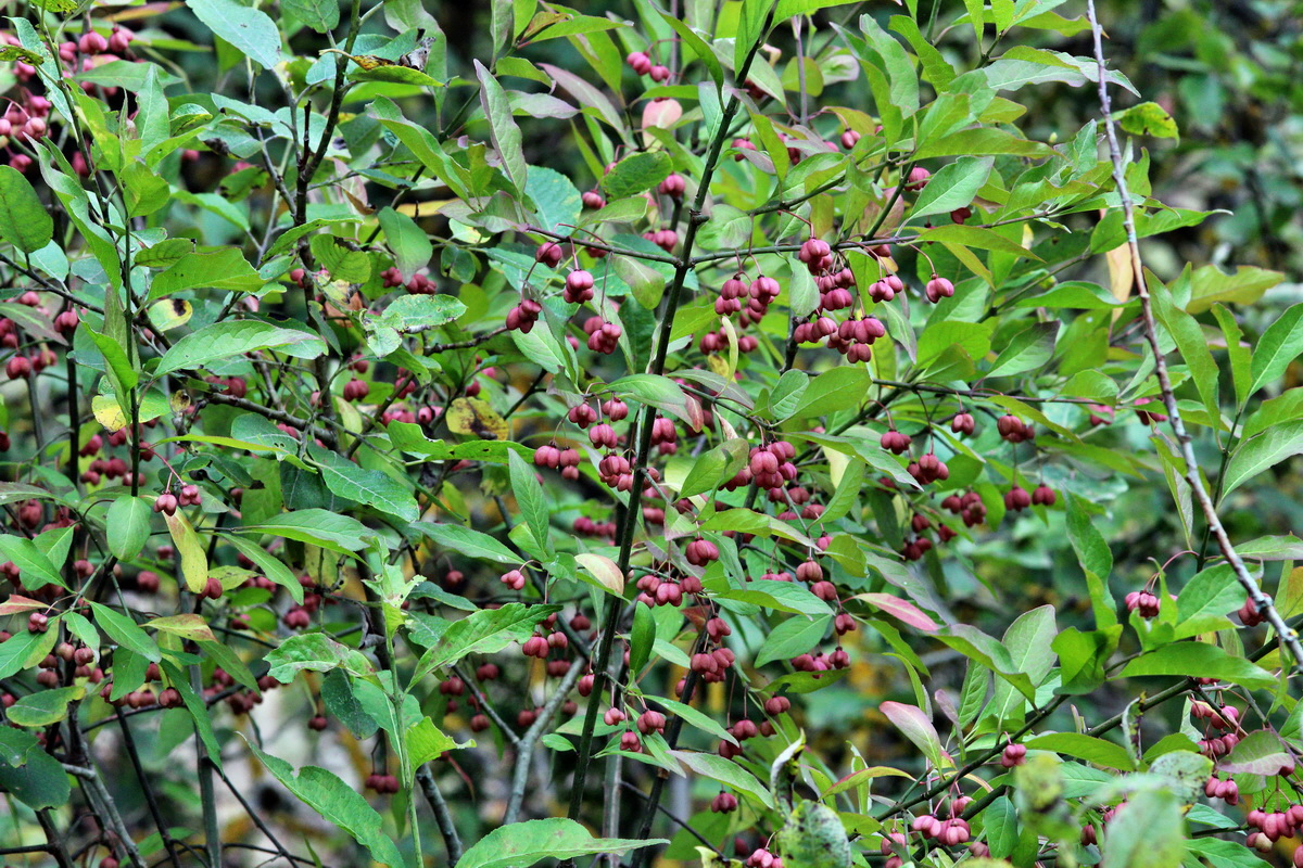 2013_09_15_00030620p_Bildgr��e �ndern