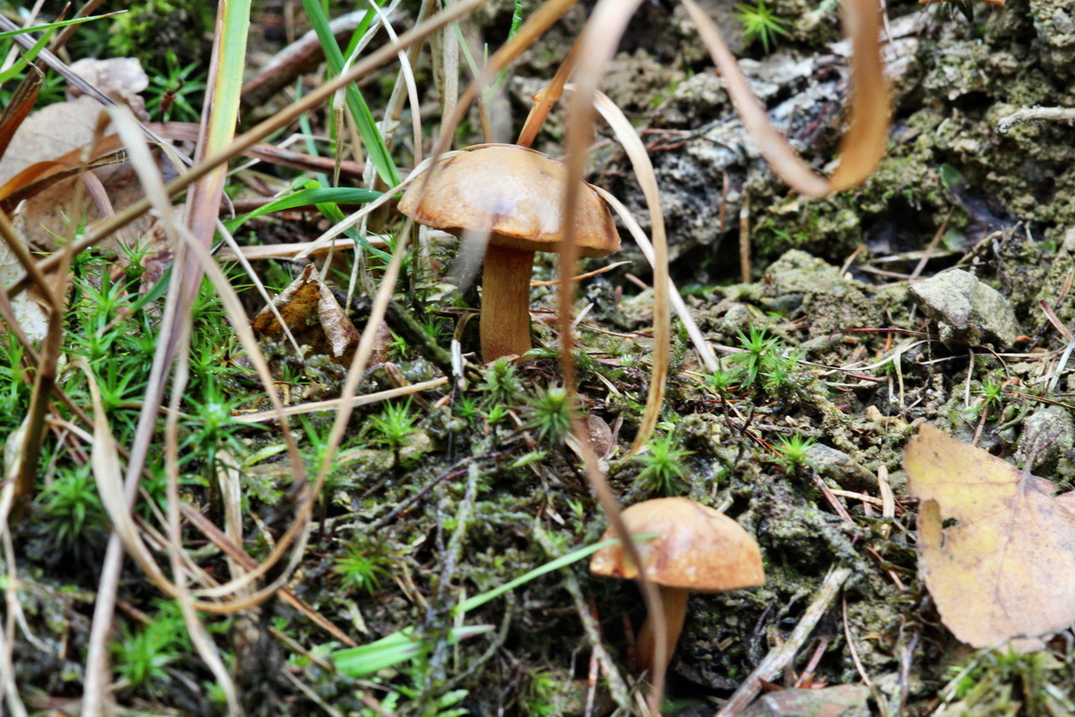 2013_09_21_00030979p_Bildgr��e �ndern