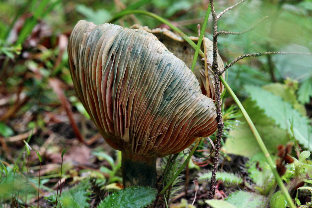 2013_09_21_00030998p_Bildgr��e �ndern