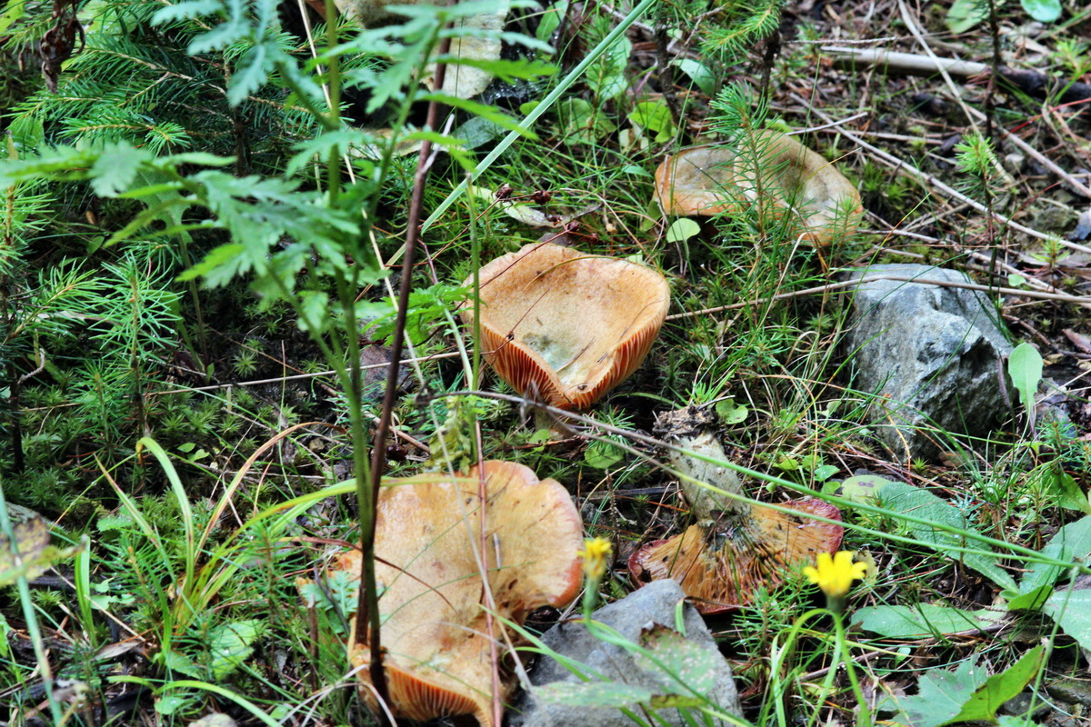 2013_09_21_00031000p_Bildgr��e �ndern