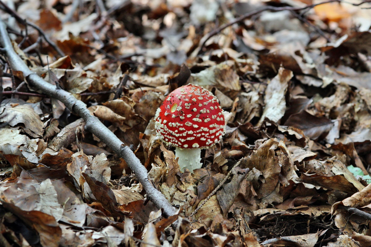 2013_09_21_00031046p_Bildgr��e �ndern