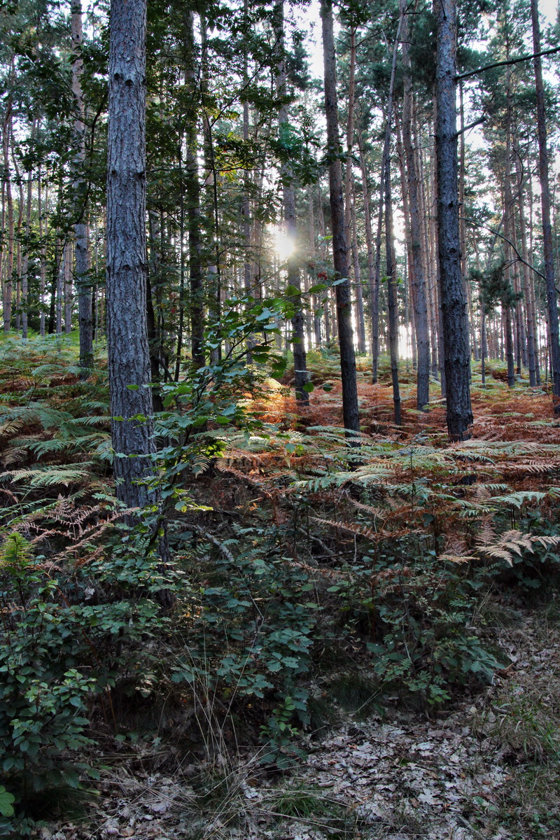 2013_09_24_00031177p_Bildgr��e �ndern