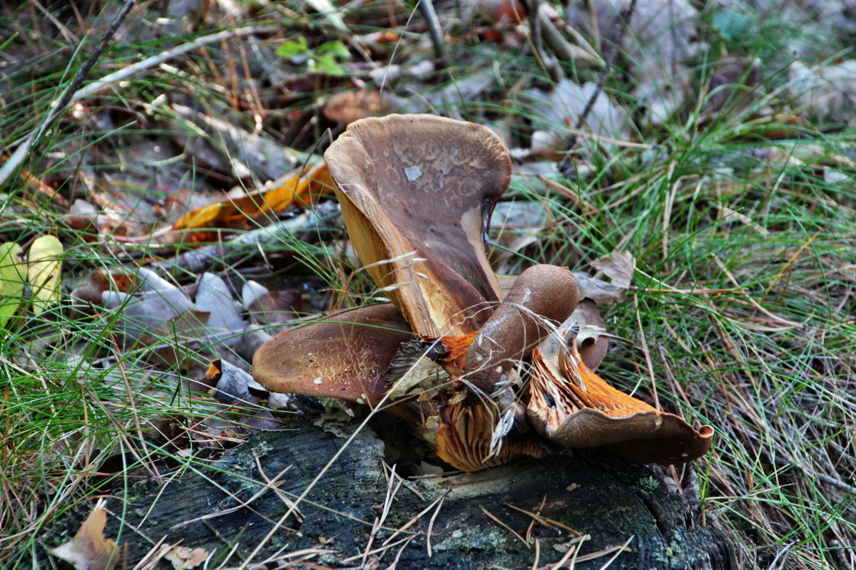 2013_09_24_00031202p_Bildgr��e �ndern