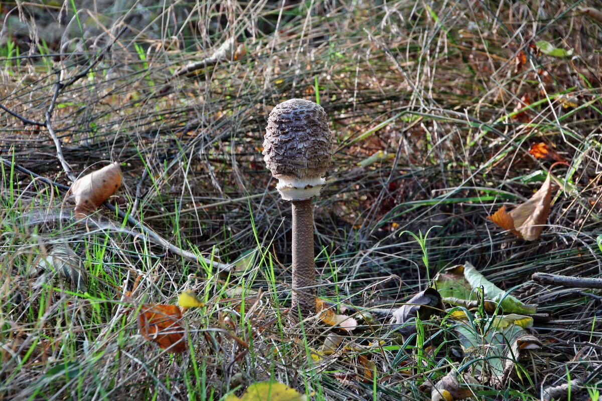 2013_09_24_00031206p_Bildgr��e �ndern