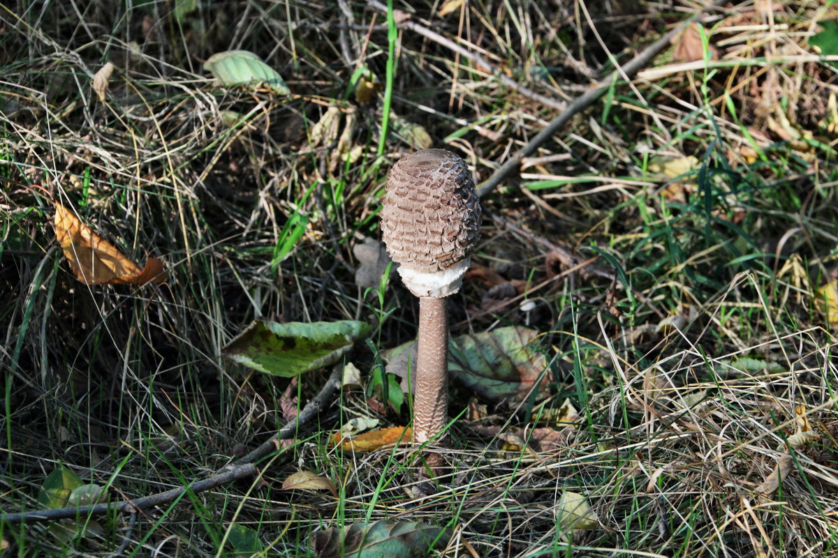 2013_09_24_00031209p_Bildgr��e �ndern