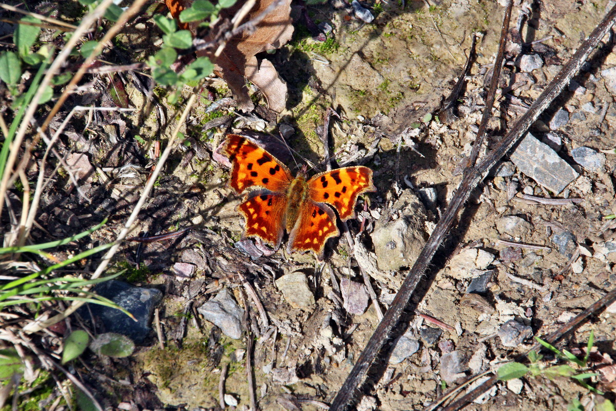 2013_09_24_00031218p_Bildgr��e �ndern